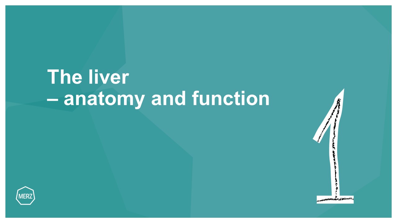 The liver anatomy and function